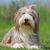 brown white collie with long hair, bearded collie similar to bobtail, dog with very long hair, dog has hairstyle braid