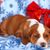 Buggle puppy dog brown white lying on a winter christmas blanket, dog that is considered a designer dog, good beginner breed, bulldog mix, bulldog mix