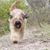 Catalan shepherd dog running in the forest, big dog with brown fur, long coat