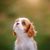 Dog,Mammal,Vertebrate,Canidae,Dog breed,King charles spaniel,Cavalier king charles spaniel,Carnivore,Companion dog,Puppy,