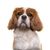 Dog,Mammal,Vertebrate,Canidae,Dog breed,King charles spaniel,Carnivore,Cavalier king charles spaniel,Companion dog,Spaniel,