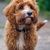 Dog,Mammal,Vertebrate,Canidae,Dog breed,Carnivore,Poodle crossbreed,Dutch smoushond,Cavapoo,Companion dog,