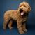 Dog,Mammal,Vertebrate,Canidae,Dog breed,Carnivore,Cockapoo,Poodle crossbreed,Terrier,Sporting Group,