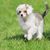 Dog,Mammal,Vertebrate,Dog breed,Canidae,Puppy,Companion dog,Carnivore,Havanese,Cavachon,