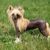 Dog,Mammal,Vertebrate,Dog breed,Canidae,Carnivore,Chinese crested dog,Companion dog,Terrier,Cairn terrier,