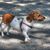 Dog,Mammal,Vertebrate,Dog breed,Canidae,Harrier,Carnivore,Braque saint-germain,American foxhound,Companion dog,