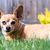 Dog,Mammal,Vertebrate,Dog breed,Canidae,Chihuahua,Snout,Carnivore,Companion dog,Grass,