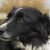 Welsh Sheepdog, Ci Defaid Cymreig, black and white dog, dog with merle look, Border Collie like, Welsh dog breed, dog from England, British dog breed medium size, dog with long coat like Collie, dog with prick ears and floppy ears, herding dog, sheepdog