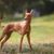 Cirneco dell Etnas on a WIese, medium sized dog breed red brown, dog with very big standing ears, bat ears