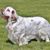 Dog,Mammal,Vertebrate,Dog breed,Canidae,Carnivore,Spaniel,Sporting Group,Clumber spaniel,Russian spaniel,