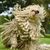 Komondor with dreadlocks, Hungarian shepherd dog, herding dog, shepherd dog from Hungary, dog breed from Hungary, Hungarian dog with white fur, dog with curls, dog with long white fur, very large breed, wischmoph dog