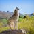 prairie wolf, coyote howling in the steppe area, wolf from the desert of America, American wolf, steppe wolf, dog ancestor