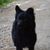 black dog breed, Croatian shepherd dog, Hrvatski ovčar, Croatian shepherd dog, sheep dog, dog from Croatia, dog similar to Pumi, dog similar to Spitz, black dog, medium dog, shepherd dog, dog with prick ears on a gravel floor