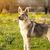 Czechoslovakian Wolfhound, Československý vlčiak, Československý vlčák, wolfhound, dog from Czech Republic, large dog breed with prick ears