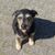 Dog,Dog breed,Carnivore,Grass,Companion dog,Working animal,Country animal,Ground animal,Terrier,Sporting group,
