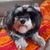 Hund,Hunderasse,Fleischfresser,Begleithund,Spielzeughund,Schnauze,Leber,Wasserhund,Arbeitstier,Terrier,