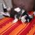 Hund,Hunderasse,Couch,Grau,Fleischfresser,Komfort,Begleithund,Fawn,Felidae,Hundezubehör,