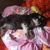 Hund,Hunderasse,Fleischfresser,Komfort,Begleithund,Hundezubehör,Wasserhund,Sportliche Gruppe,Schnauzer,Spielzeughund,