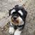 Hund,Fleischfresser,Hunderasse,Straßenbelag,Spielzeughund,Wasserhund,Begleithund,Asphalt,kleiner Terrier,Schnauze,