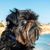 Dog,Canidae,Dog breed,Mammal,Affenpinscher,Carnivore,Snout,Sporting Group,Schnoodle,Cão da serra de aires,