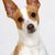 Breed description Decker Hunting Terrier, Decker Rat Terrier, large rat terrier, American dog breed, unknown dog breed, not recognized by FCI, brown white dog with prick ears from America, small dog breed, dog with stubby tail, tail is stubby