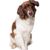 Drente Patrijhound Breed description, Drentse-Patrijs dog, brown white dog with medium length coat and wavy ears, pointer dog.