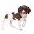 Drentsche Partridge Dog, Dutch dog breed, brown white dog with floppy ears, dog similar to spaniel, family dog and hunting dog for chickens