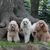 Mammal,Dog,Vertebrate,Canidae,Standard Poodle,Poodle,Dog breed,Carnivore,Sporting Group,Companion dog,