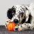 Intelligence toy for dog, dog buy on ball, orange ball you can fill with treats for dogs, English Setter with black and white fur, big dog breed