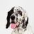 English Setter character and breed description, great dog breed from UK