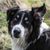 English Shepherd dog with black and white fur and a standing ear and a tilting ear, English Shepherd dog on a meadow