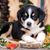 Entlebucher Mountain Dog puppy, small tri-colored dog, large dog breed, cute dog puppy, family dog, dog similar to Bernese Mountain Dog