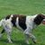 French Spaniel, Epagneul Français, Large Dog Breed from France, Hunting Dog, Hunting Dog Breed, Red and White Dog with Points, Spaniel or Pointer for French Hunters, Brown and White Dog with Wavy Coat, Long Coat