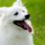 American Spitz, American eskimo dog, AKC recognized breed but not recognized by the FCI