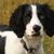 Field spaniel puppy black white, blue eye color in dog puppy, field spaniel on a pasture