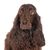 Breed from England, British Dog Breed, Brown Dog, Medium Dog Breed, Wavy Field Dog, Field Spaniel, Spaniel Breed