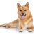 Finnish Spitz lying on a white background and panting, dog with standing ears, red dog breed, dog similar to German Spitz, Karelo-Finnish Laika, Suomenpystykorva