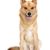 Finnish Spitz sitting on a white background and panting, dog with standing ears, red dog breed, dog similar to German Spitz, Karelo-Finnish Laika, Suomenpystykorva
