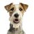 Dog,Dog breed,Canidae,Mammal,Carnivore,Companion dog,Terrier,Snout,Rare breed (dog),Fox terrier,