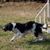 French Spaniel, Epagneul Français, large breed dog from France, hunting dog, hunting dog breed, red and white dog with points, spaniel or pointer for French hunters, brown and white dog with wavy coat, long coat, black and white French Spaniel during agility training, dog sports