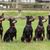 Füng Manchester Terrier dogs, dog similar to Doberman only smaller, Pinscher