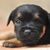German Hunting Terrier puppy black brown