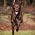 German Longhair running across a meadow, German dog breed, hunting dog, breed description of a working dog