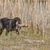 German Longhair Pointer, docked tail in hunting dog