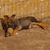 Dog,fence,fawn,carnivore,land animal,working animal,muzzle,dog breed,wire fence,mesh,
