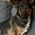 Dog, carnivore, dog breed, ear, fawn, German shepherd, companion dog, whiskers, muzzle, comfort,