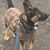 Dog,carnivore,collar,dog breed,working animal,fawn,companion dog,dog collar,muzzle,pet supplies,