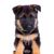 Dog,Mammal,Vertebrate,Dog breed,Canidae,Puppy,German shepherd dog,Carnivore,Snout,Rare breed (dog),