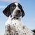 black white german shorthair puppy looks similar to dalmatian