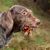 brown white german wirehaired pointer, german dog breed, big hunting dog, rough haired dog with berries in the mouth
